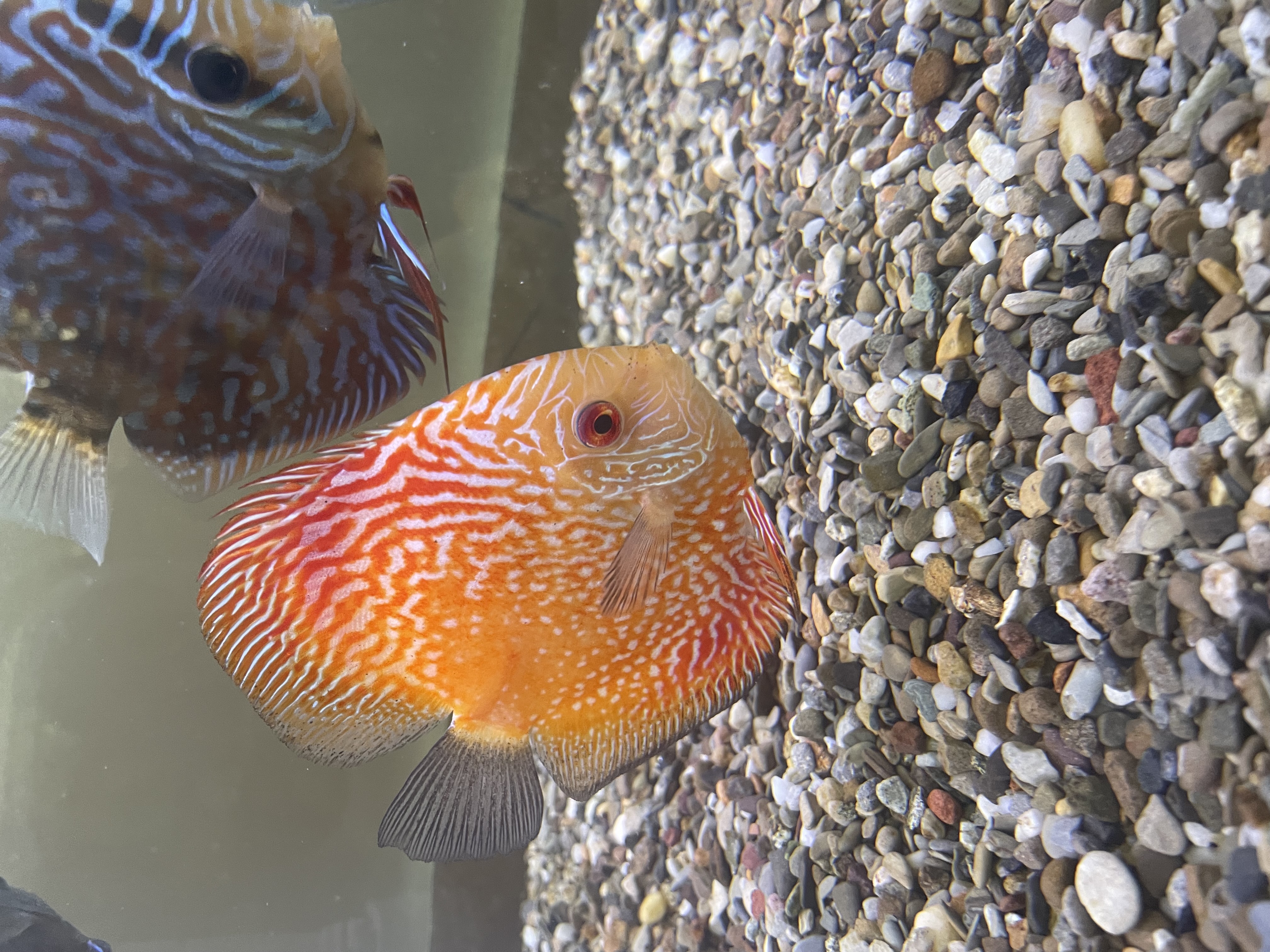 Fish store